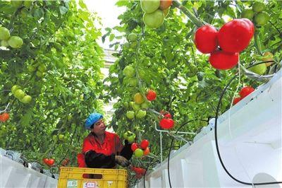 昨天,本市首座采用自动化种植技术的"番茄工厂"内的工人在查看果实