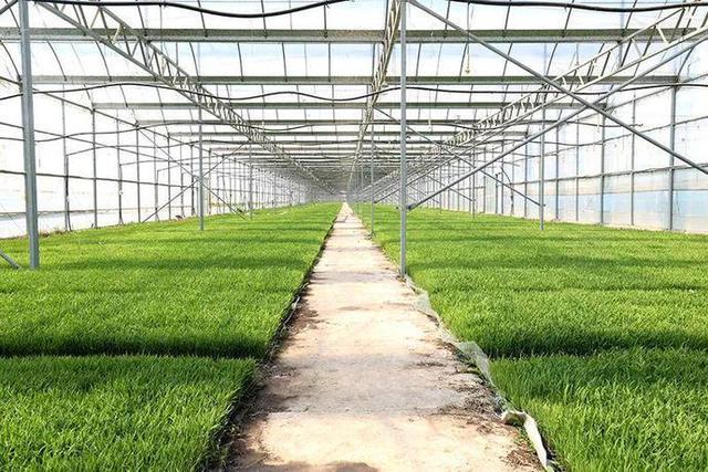 区长财农机专业合作社积极投身工厂化育苗工作,大力推广水稻栽培技术